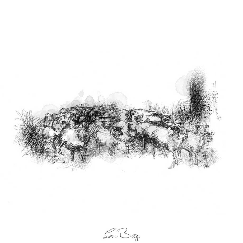Sheep flock