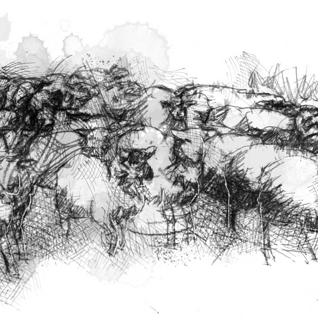 Sheep flock