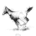 Foal running