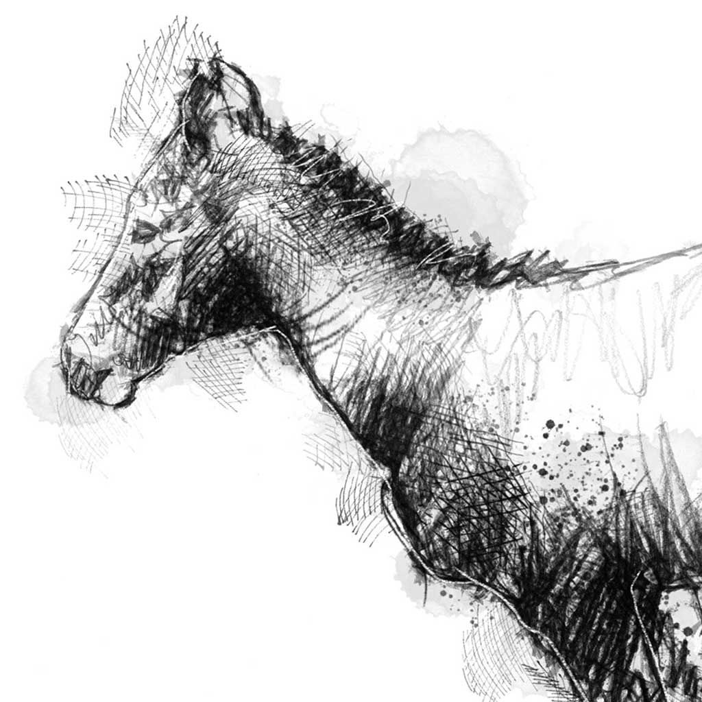 Foal running