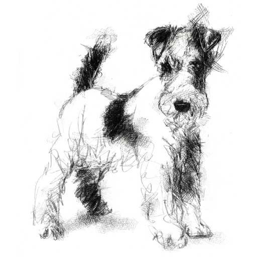 Fox terrier sketch