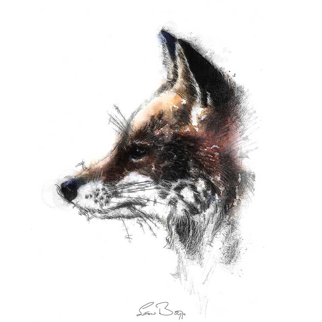 Red fox