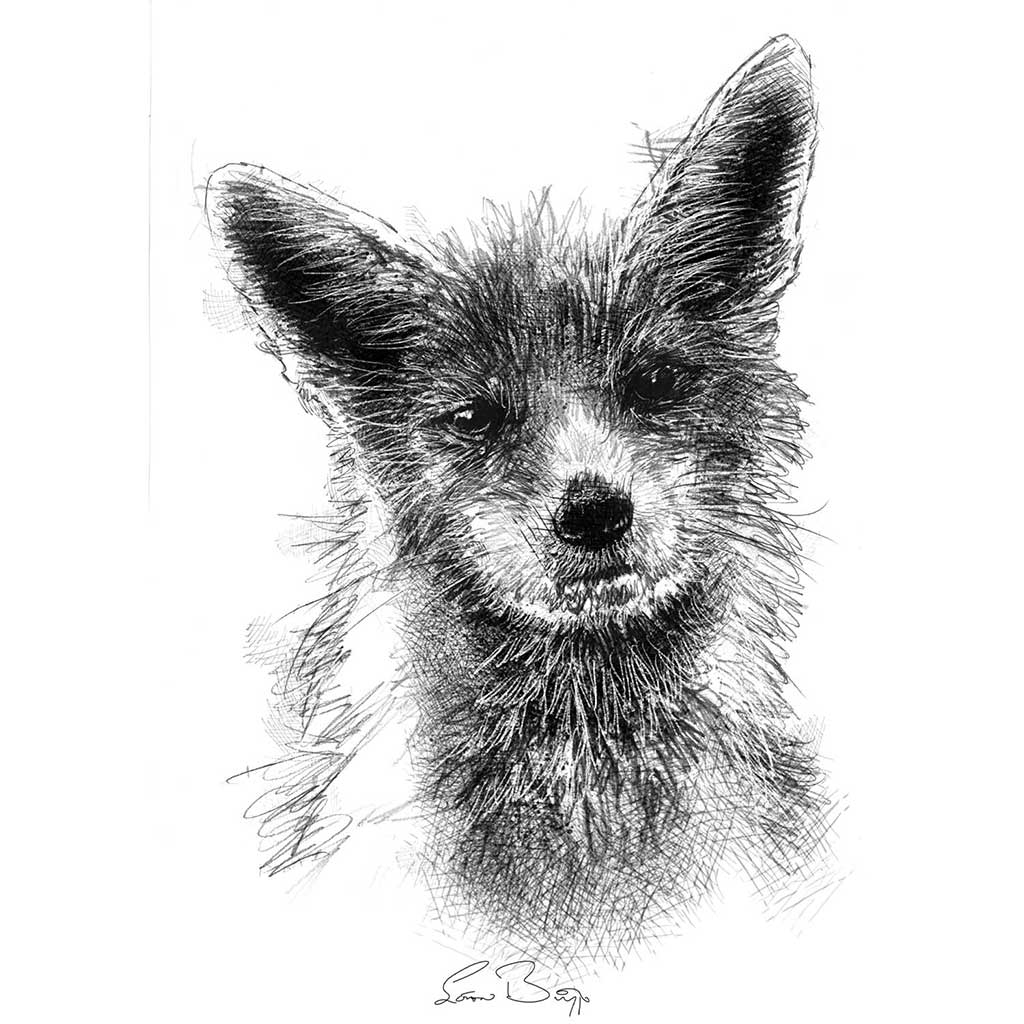 Curious fox