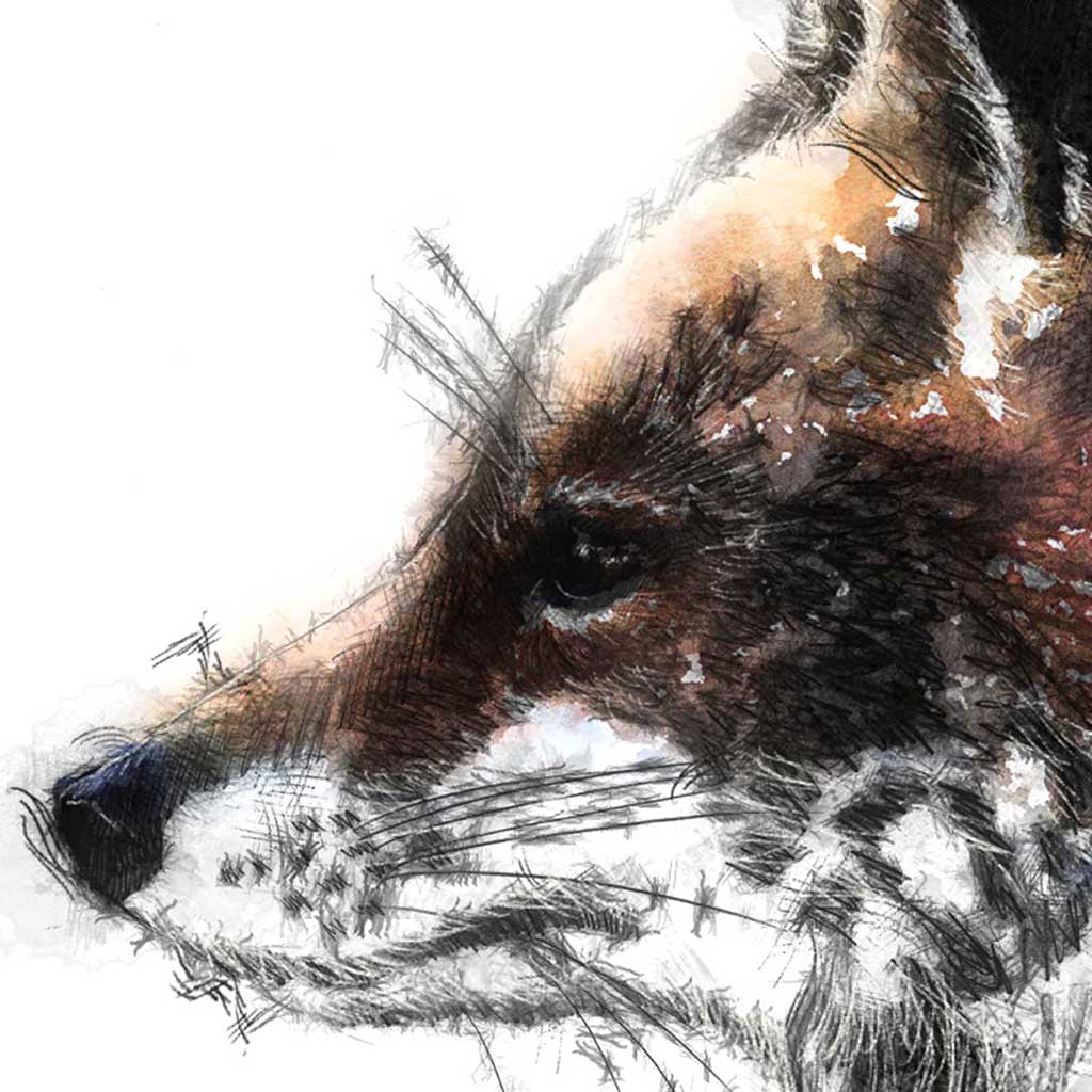Red fox