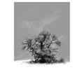 Snow tree
