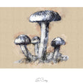 Fungi