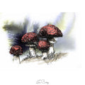 Toadstools