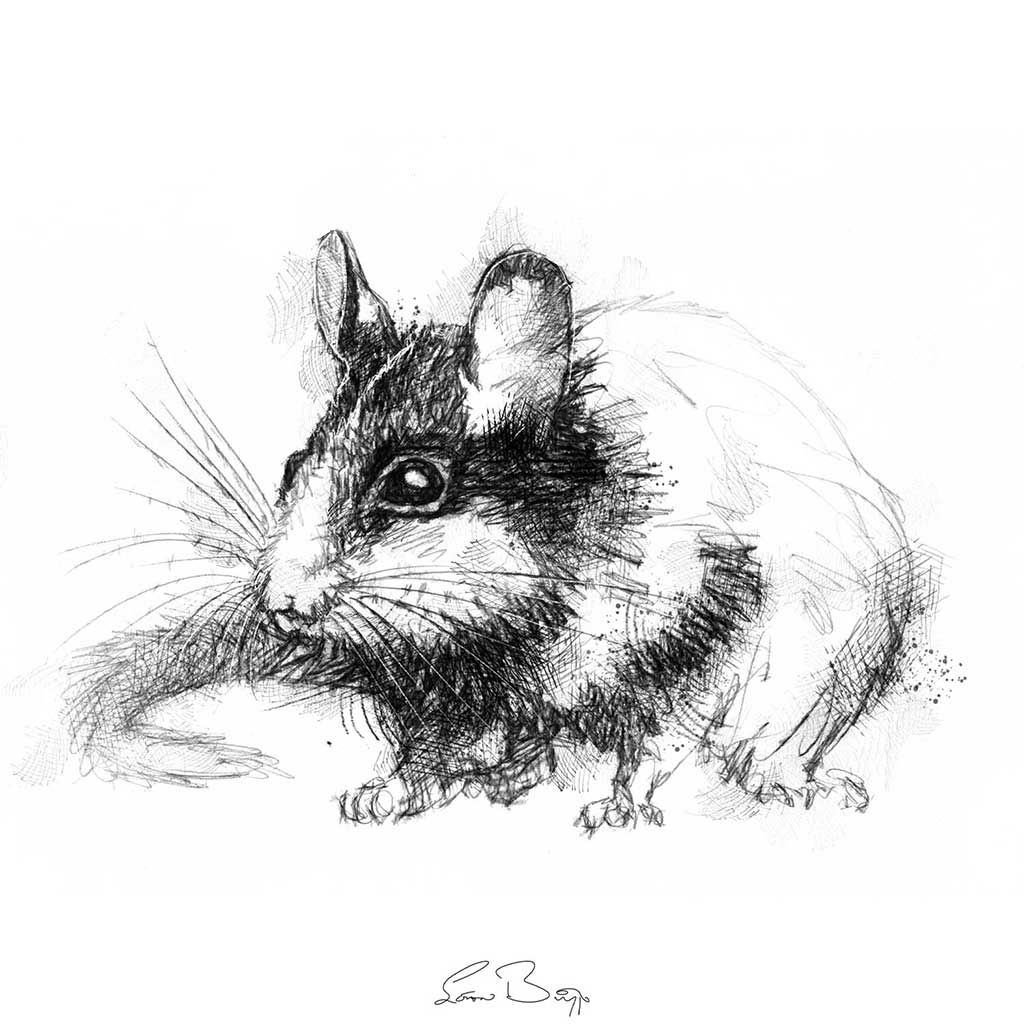 Garden dormouse