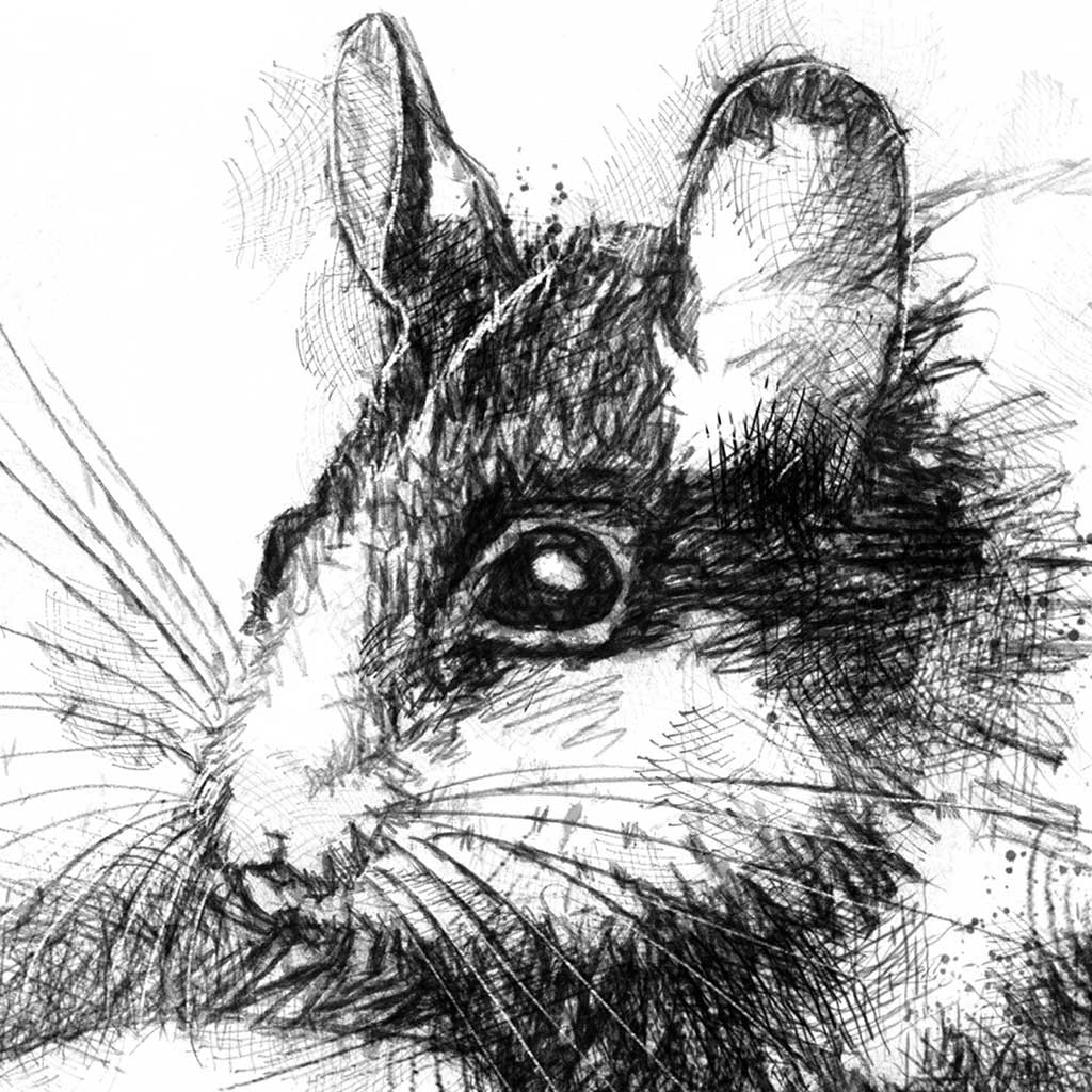 Garden dormouse