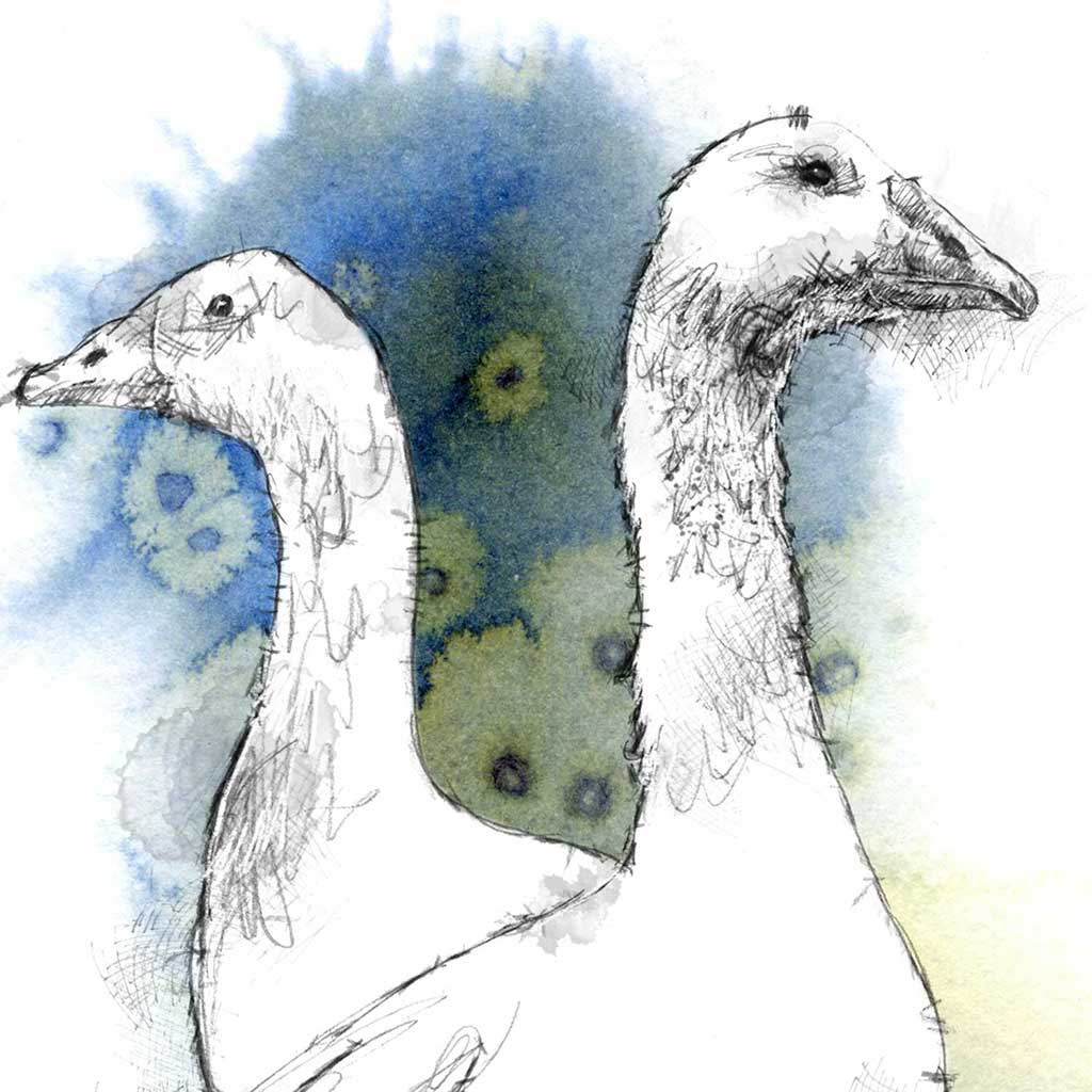 Geese