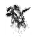 Cheeky goat