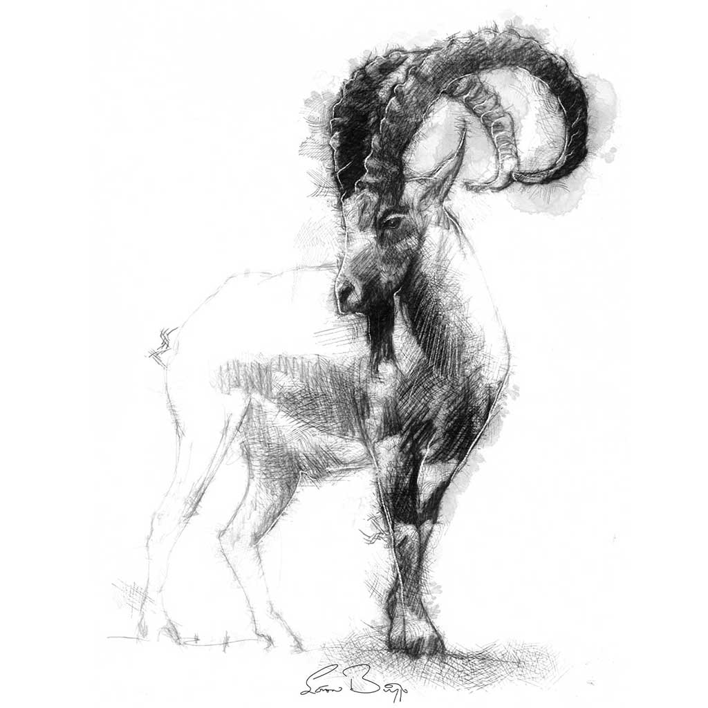 Big horn goat