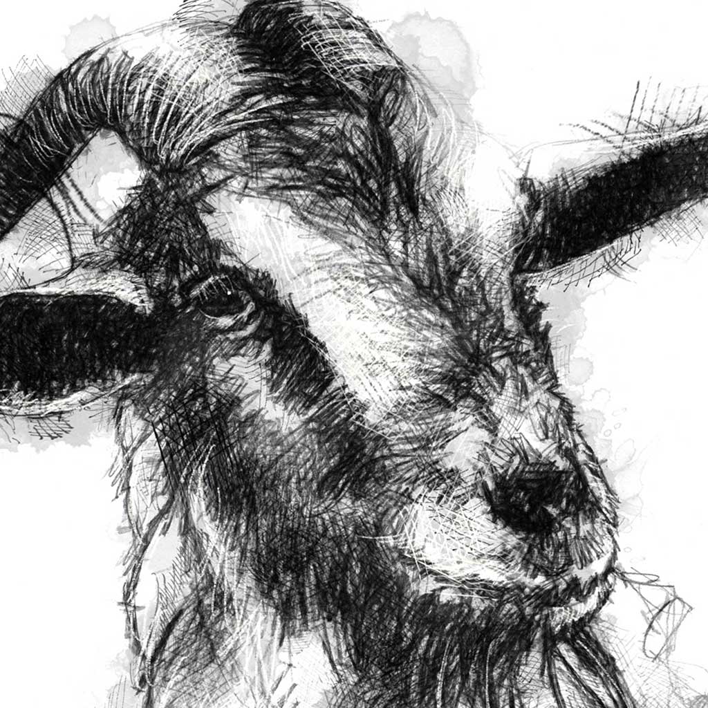 Cheeky goat