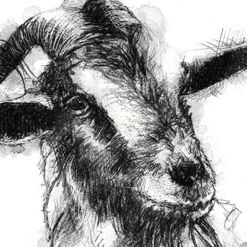 Cheeky goat