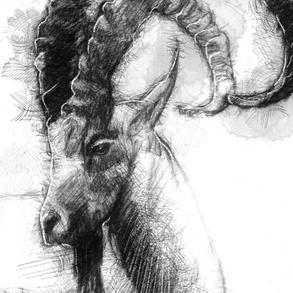 Big horn goat