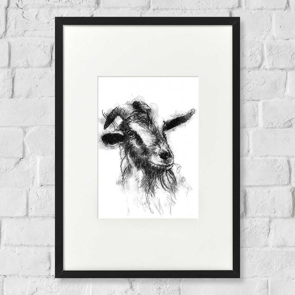 Cheeky goat