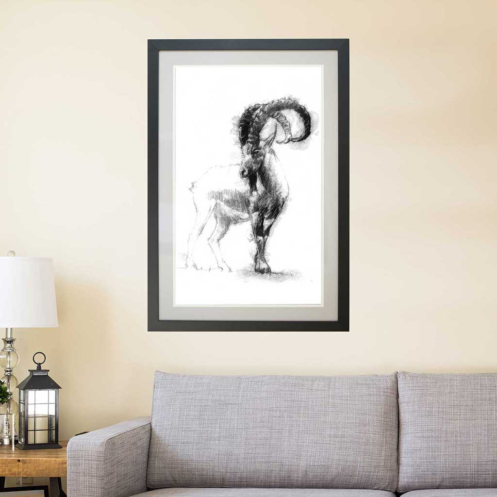 Big horn goat