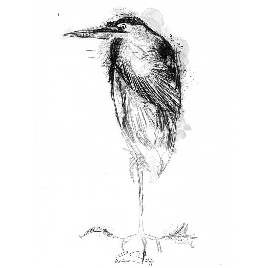 Grey heron