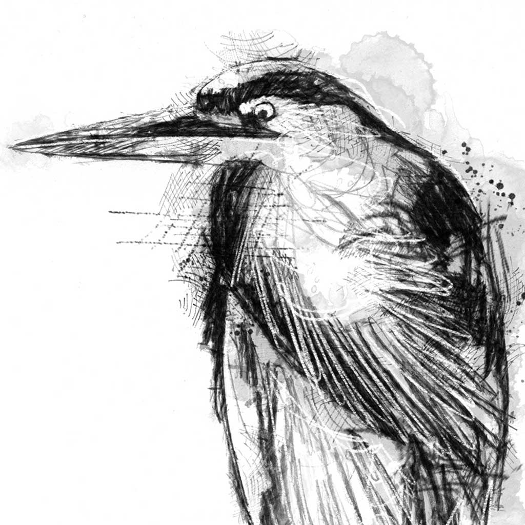 Grey heron