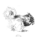 Grey squirrel