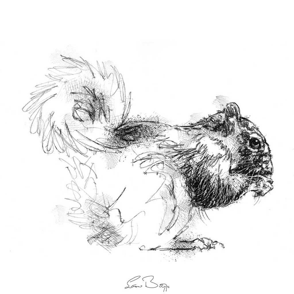 Grey squirrel