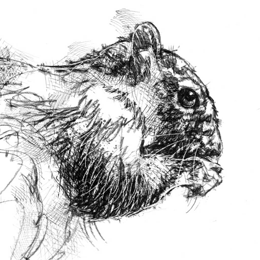 Grey squirrel