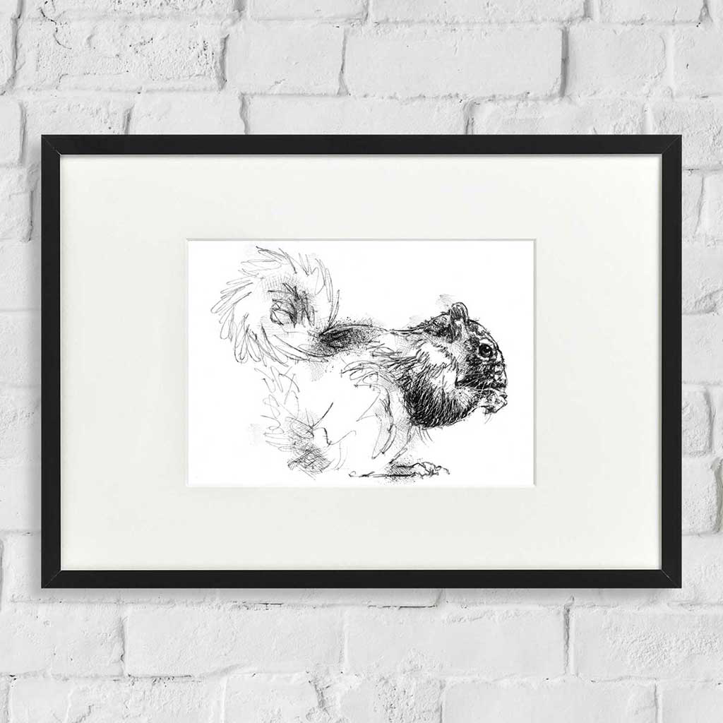 Grey squirrel