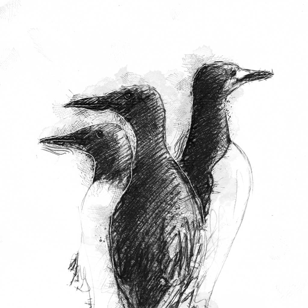 Guillemot