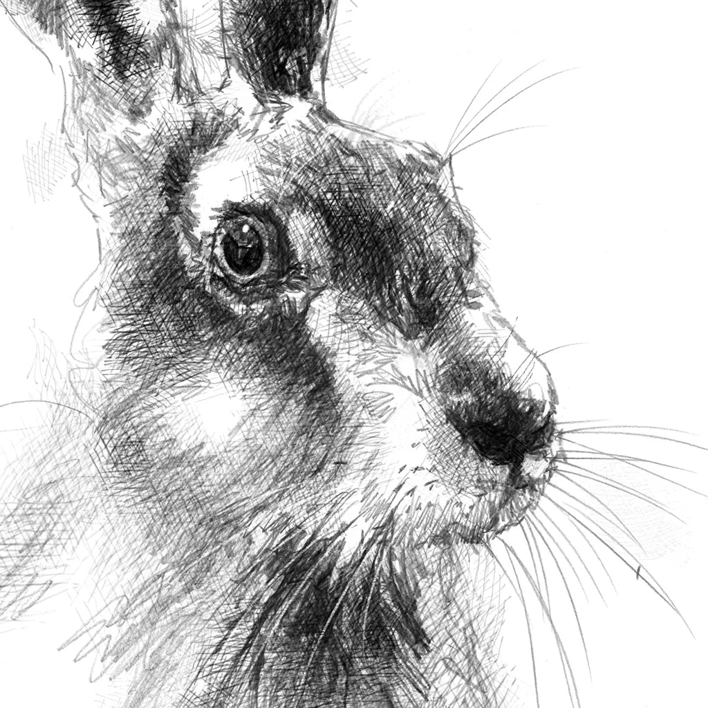 Hare head