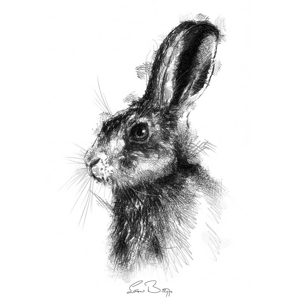 Brown hare