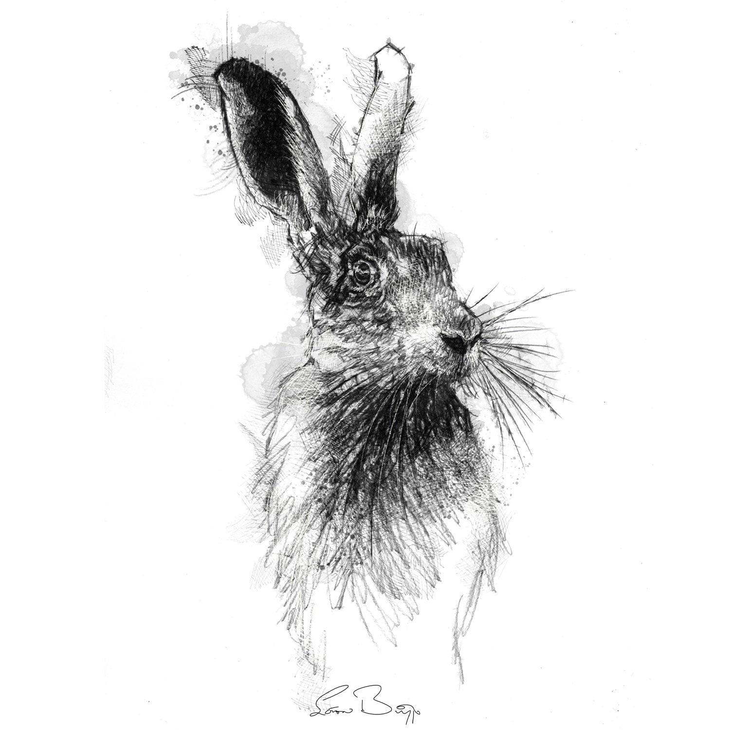 Brown hare