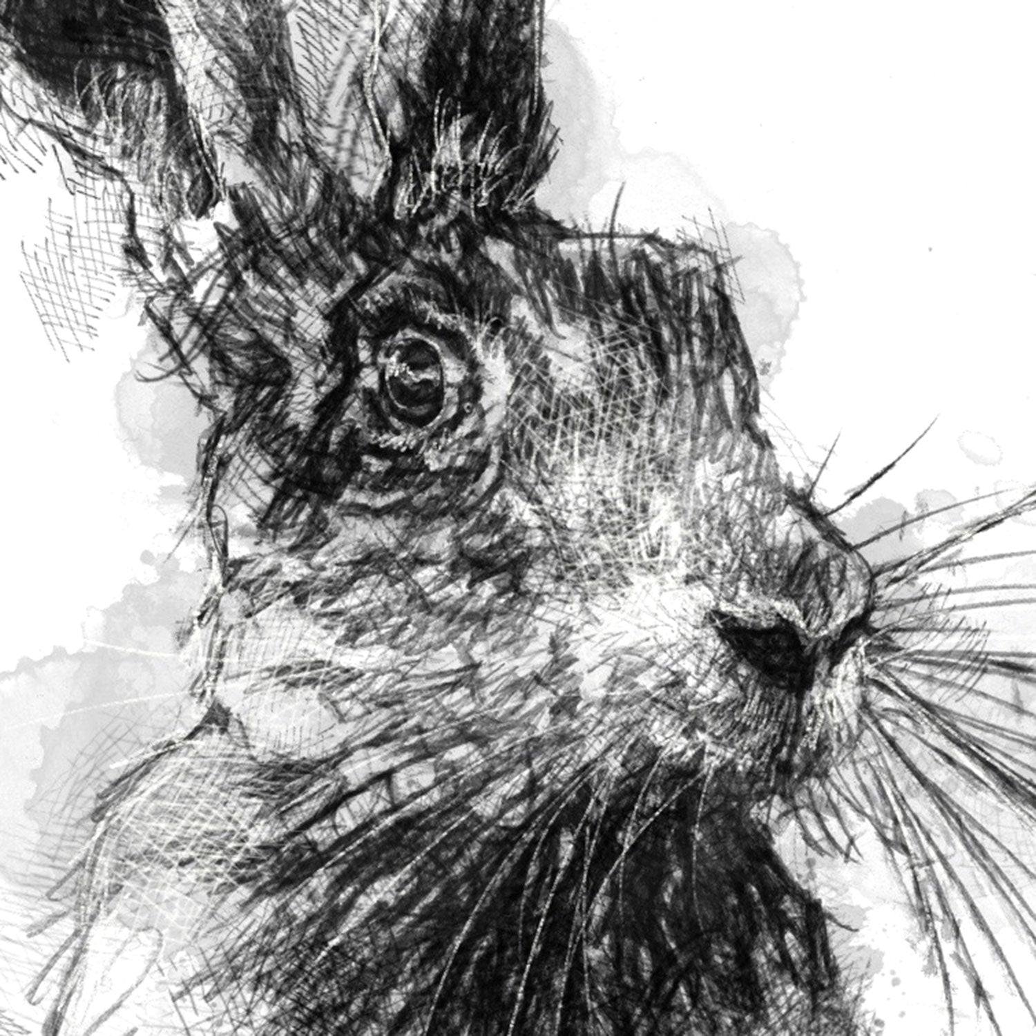 Brown hare