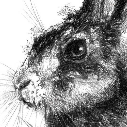 Brown hare