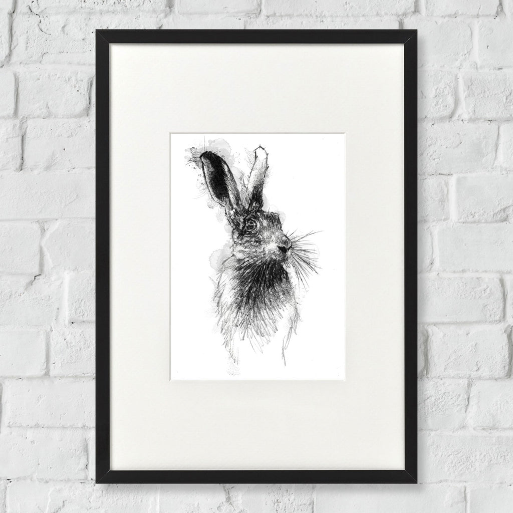 Brown hare