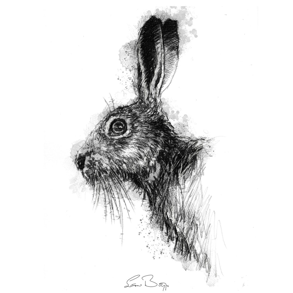 Brown hare
