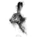 Brown hare
