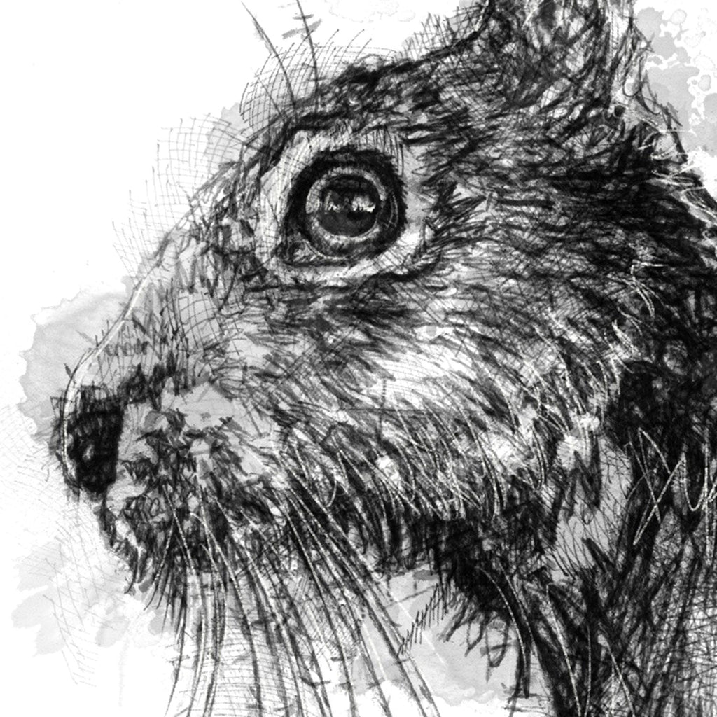 Brown hare