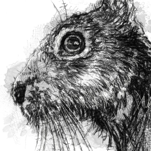 Brown hare