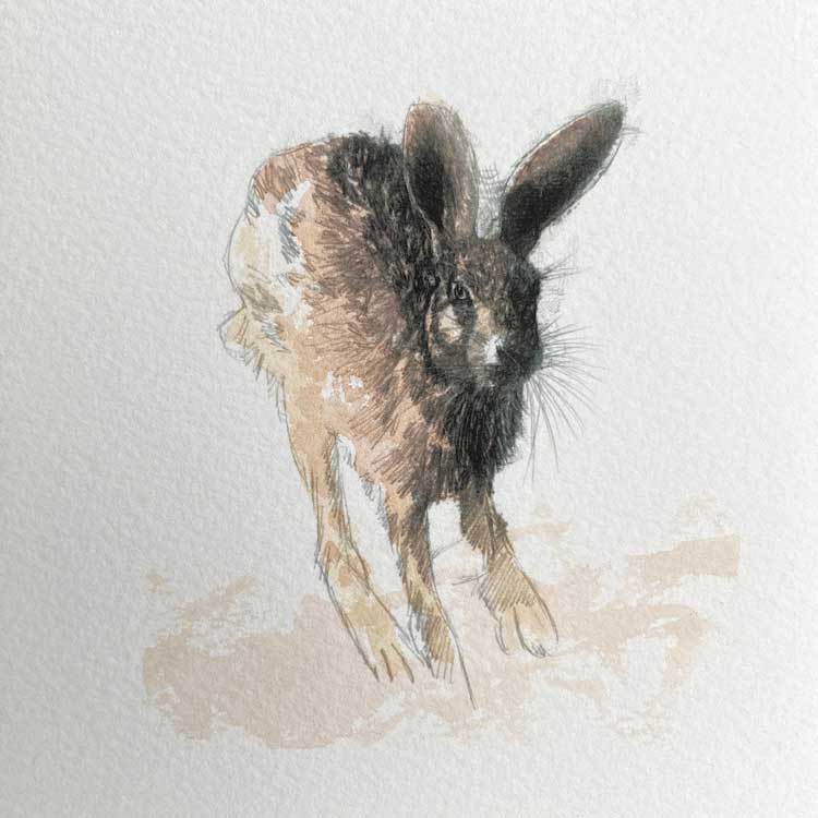 Hare trot mini sketch