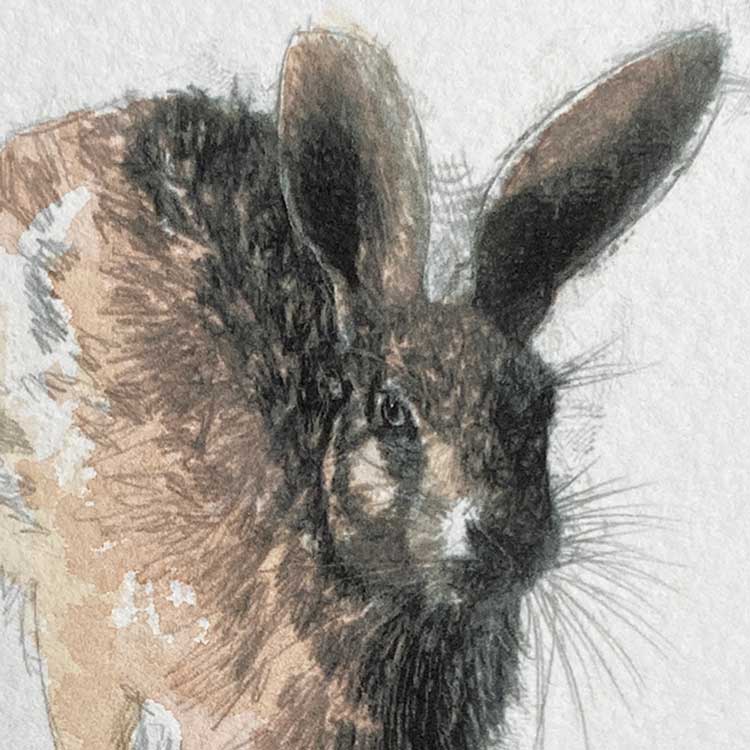 Hare trot mini sketch