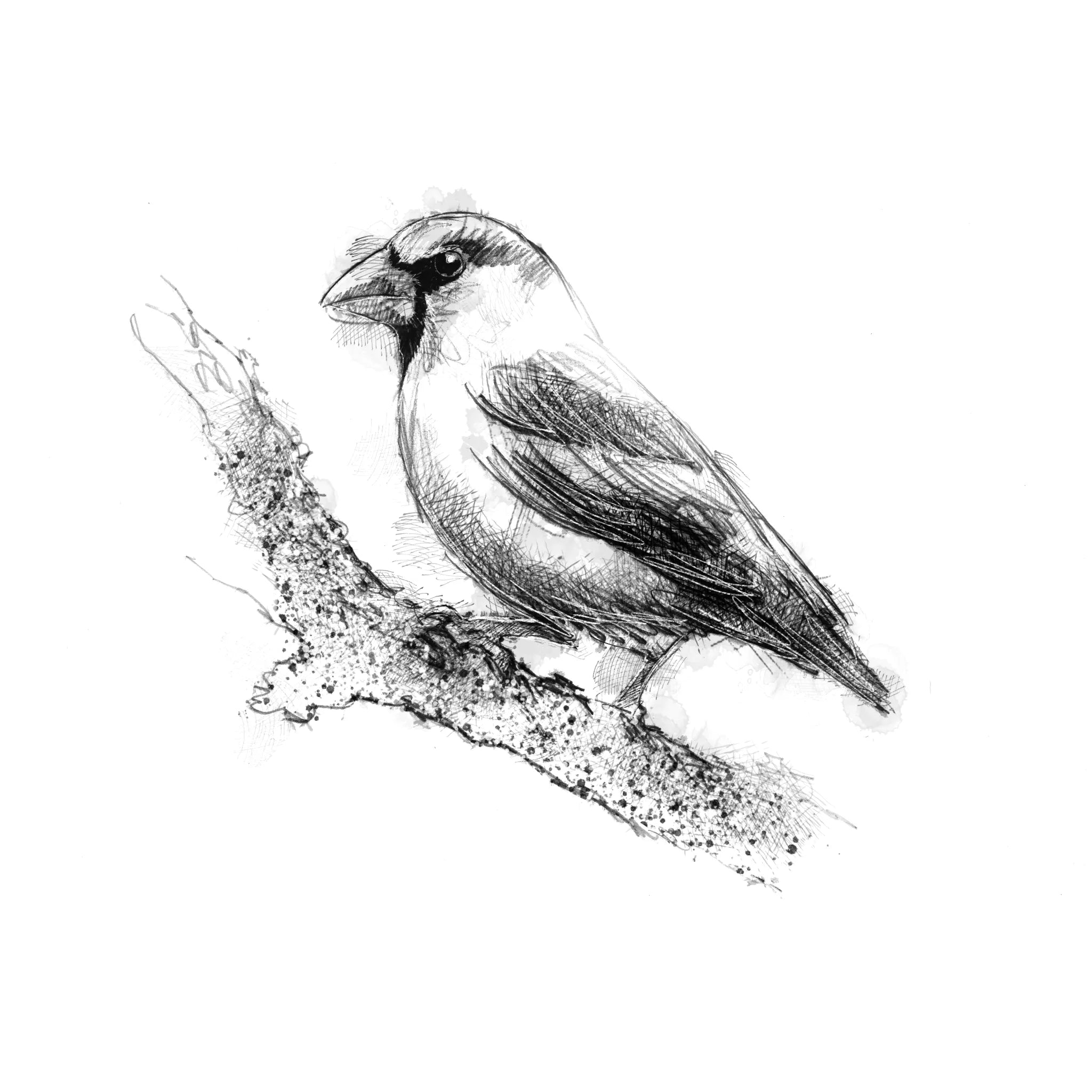 Hawfinch - BW Sketch
