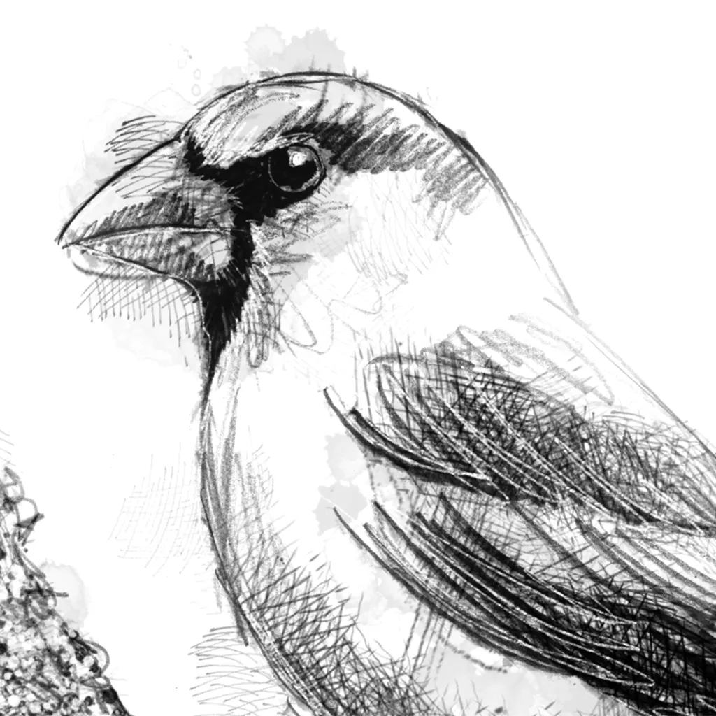 Hawfinch - BW Sketch