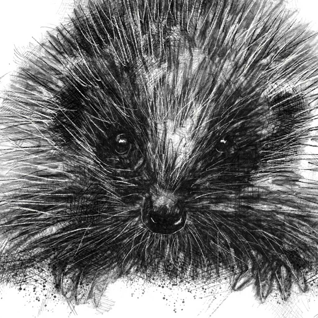 Hedgehog