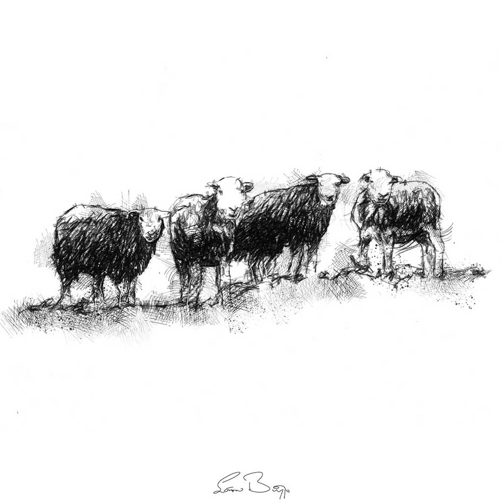 Herdwick sheep