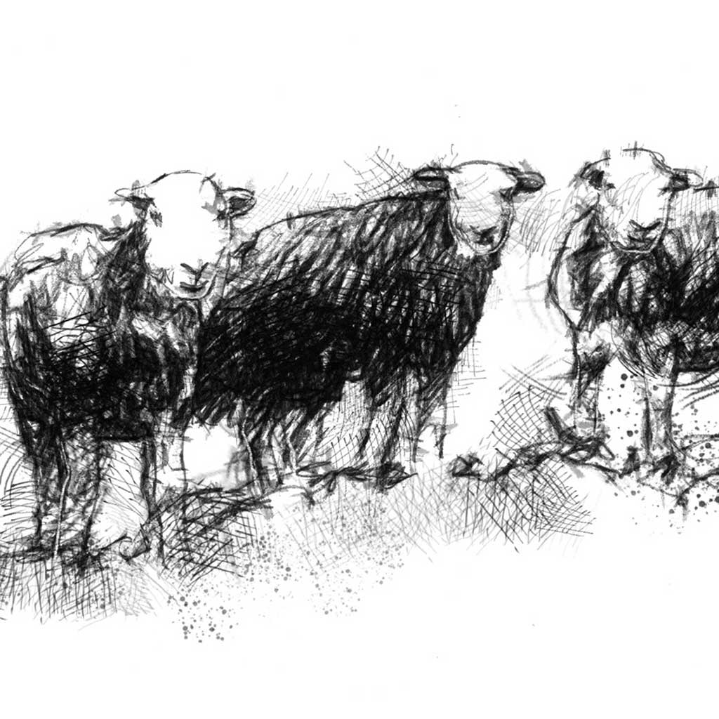 Herdwick sheep