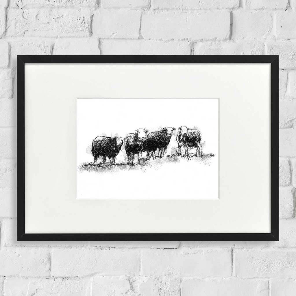 Herdwick sheep