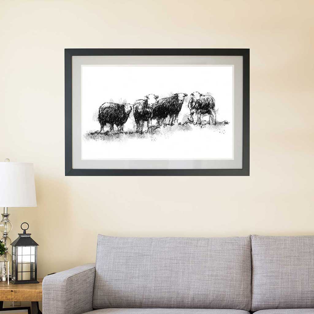 Herdwick sheep