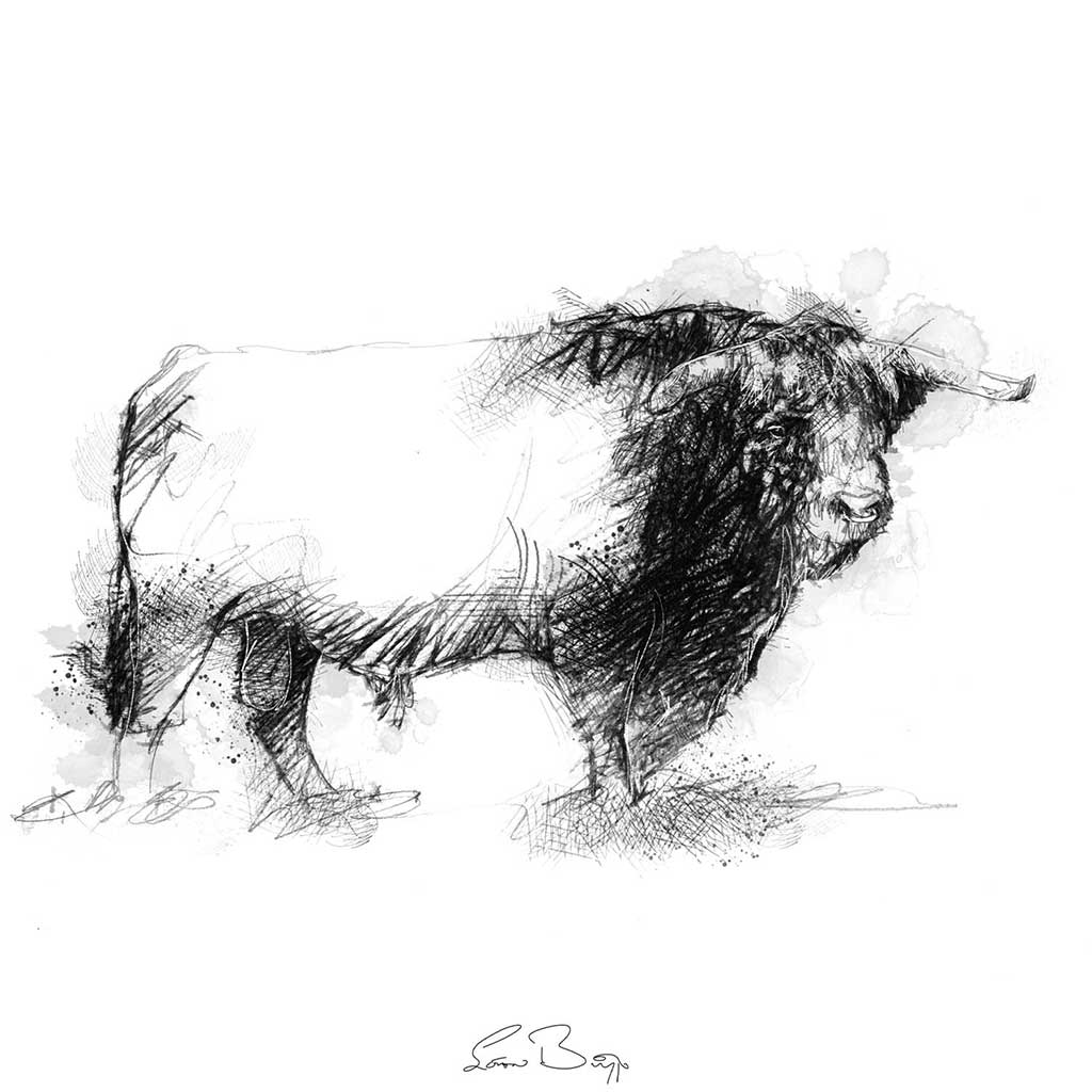 Hereford bull