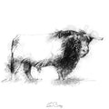 Hereford bull