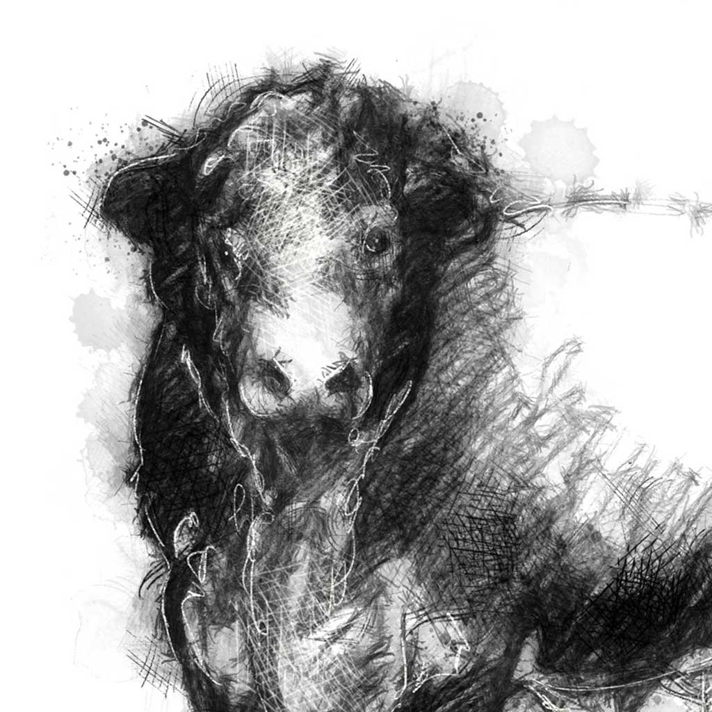 Hereford bull
